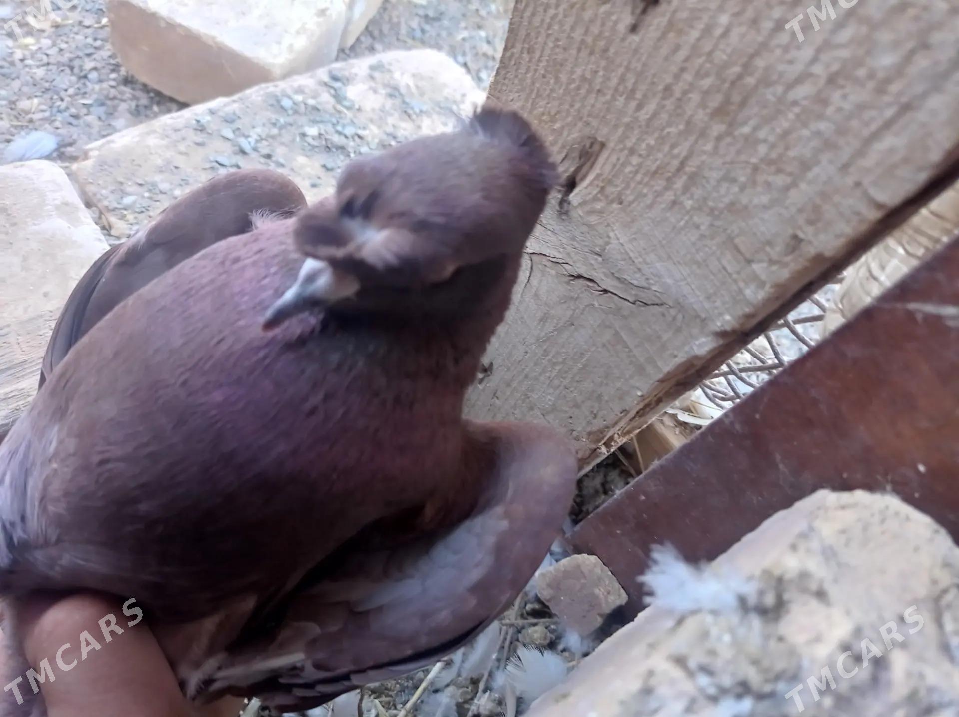 kepderi - Tejen - img 3