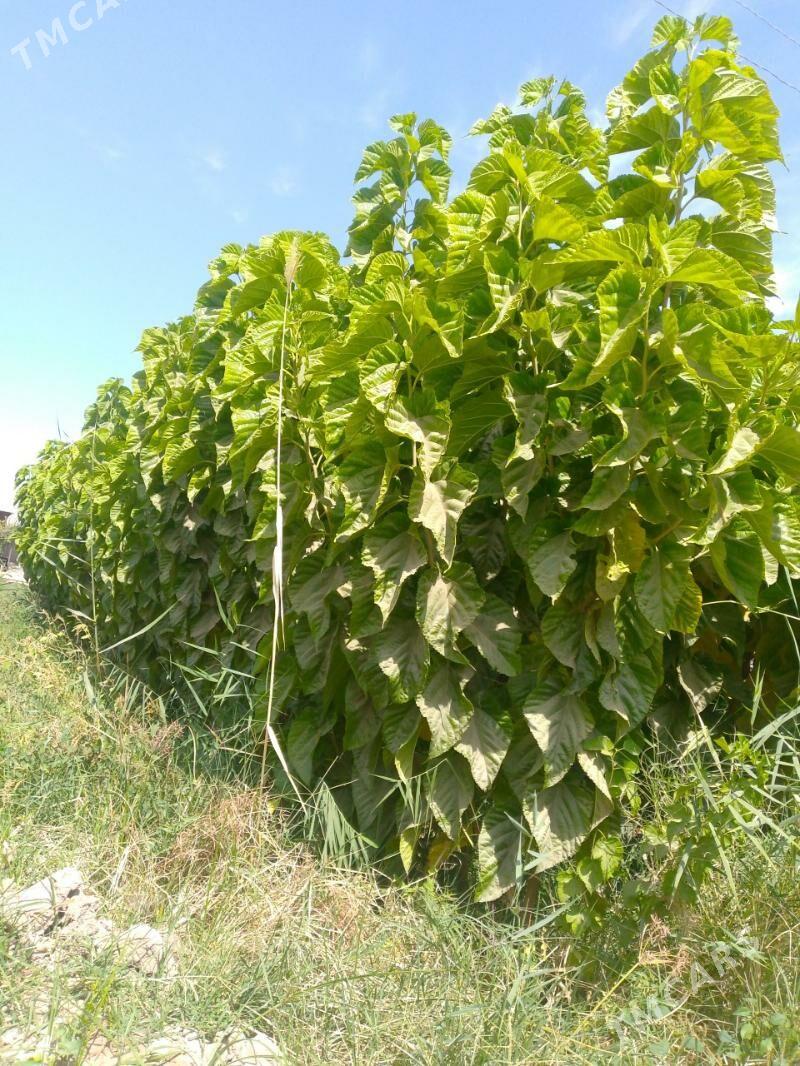 Şa tut - Mary - img 2