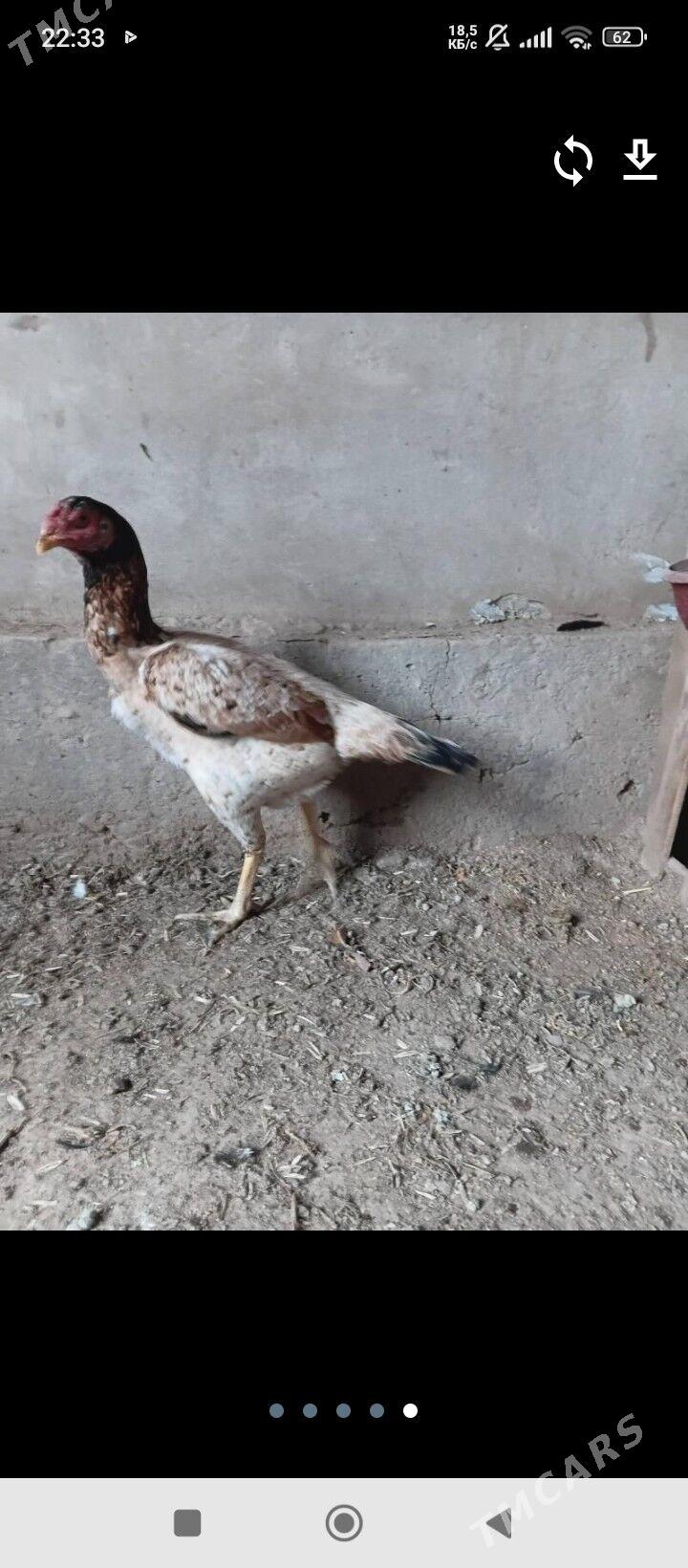 tasgent maki - Джебел - img 4