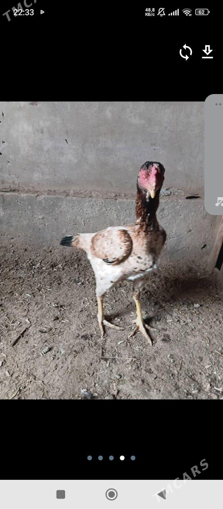 tasgent maki - Джебел - img 2