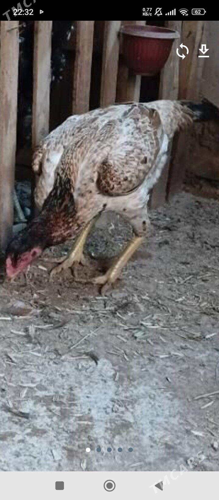 tasgent maki - Джебел - img 5