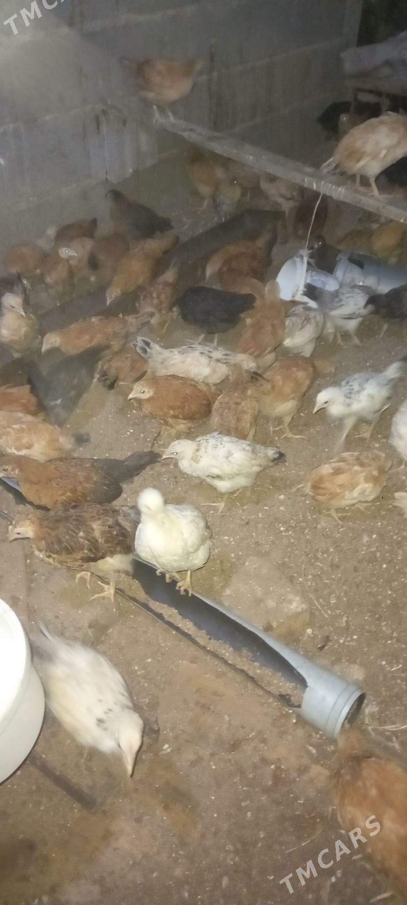 jüje - Херрикгала - img 1