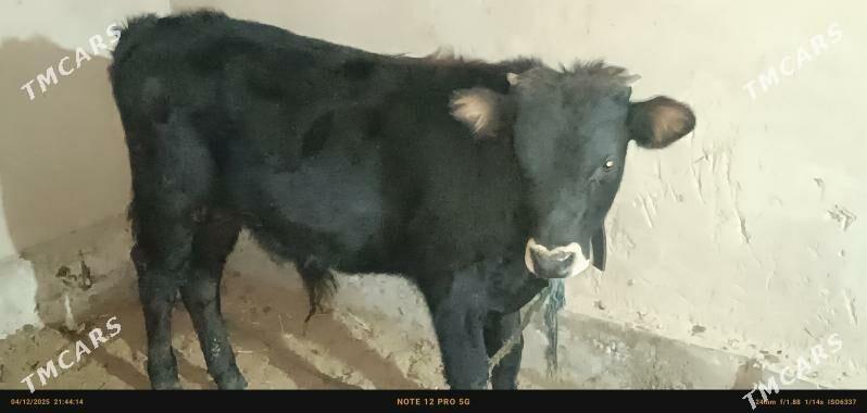 öküz - Babadaýhan - img 1