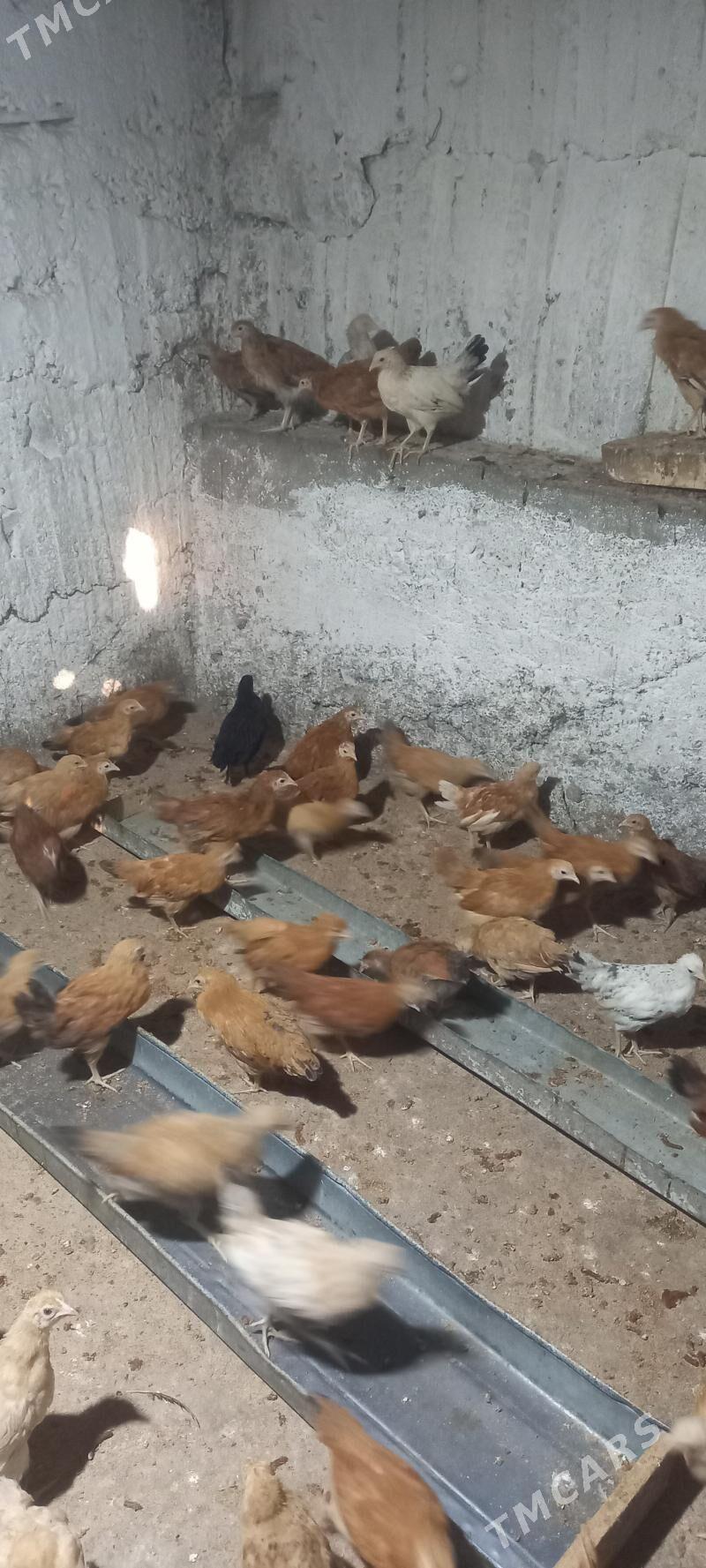 jüje - Гёкдже - img 1