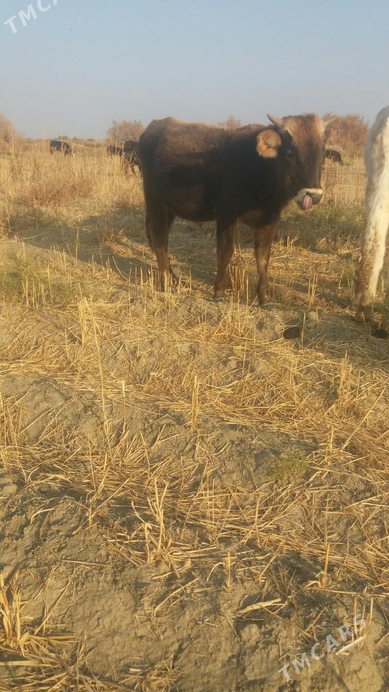 Okuz - Bäherden - img 2