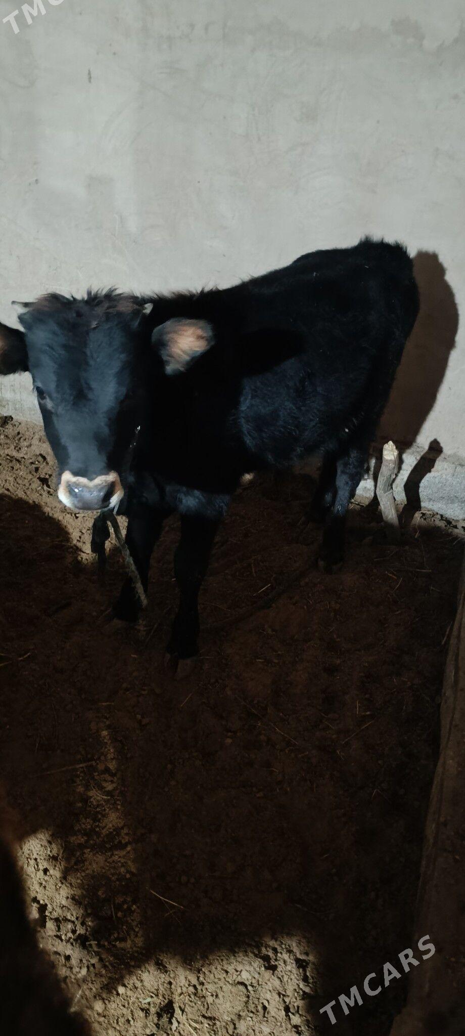 öküz - Babadaýhan - img 2