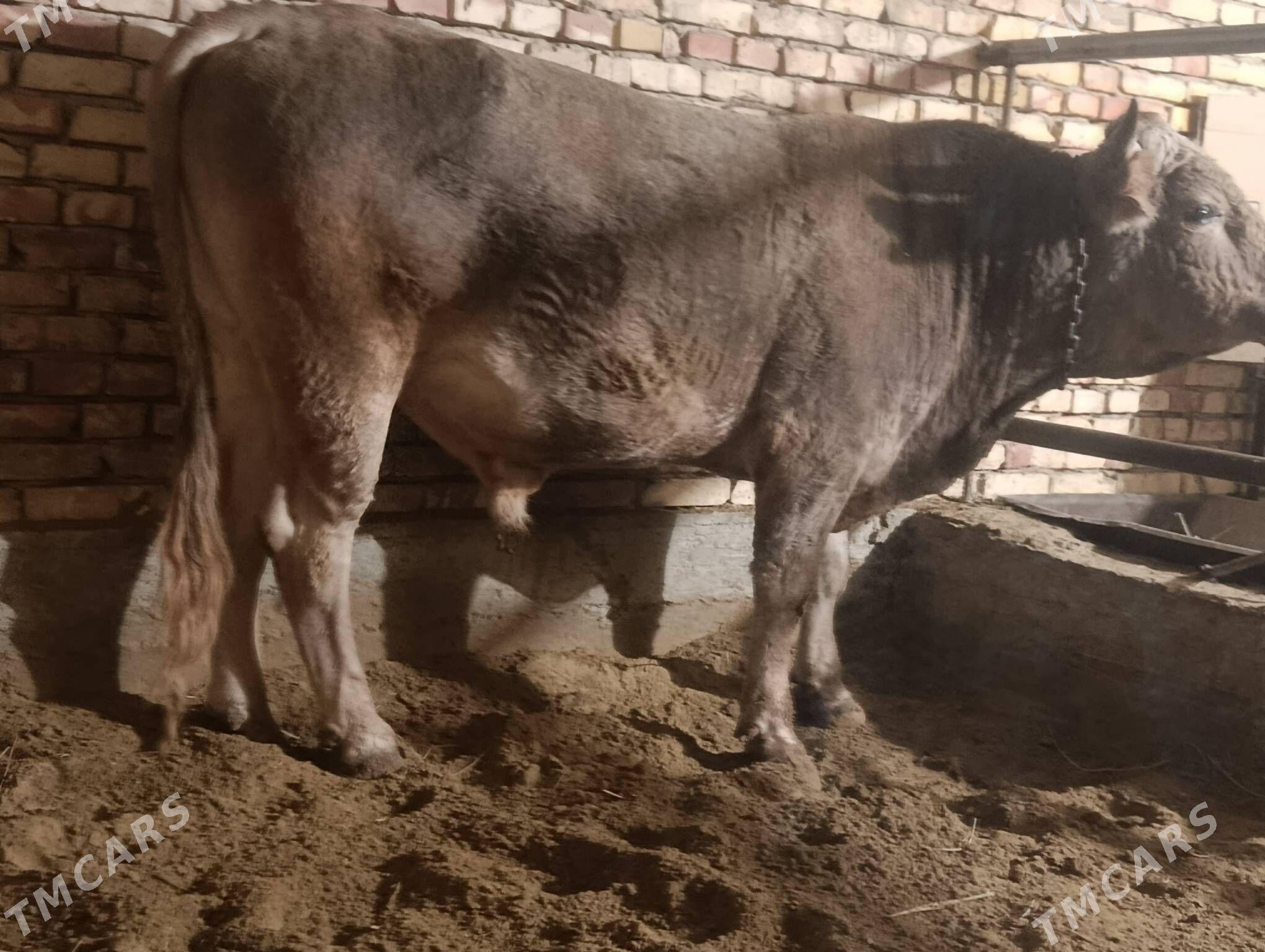 Tohum okuz - Гёкдепе - img 1