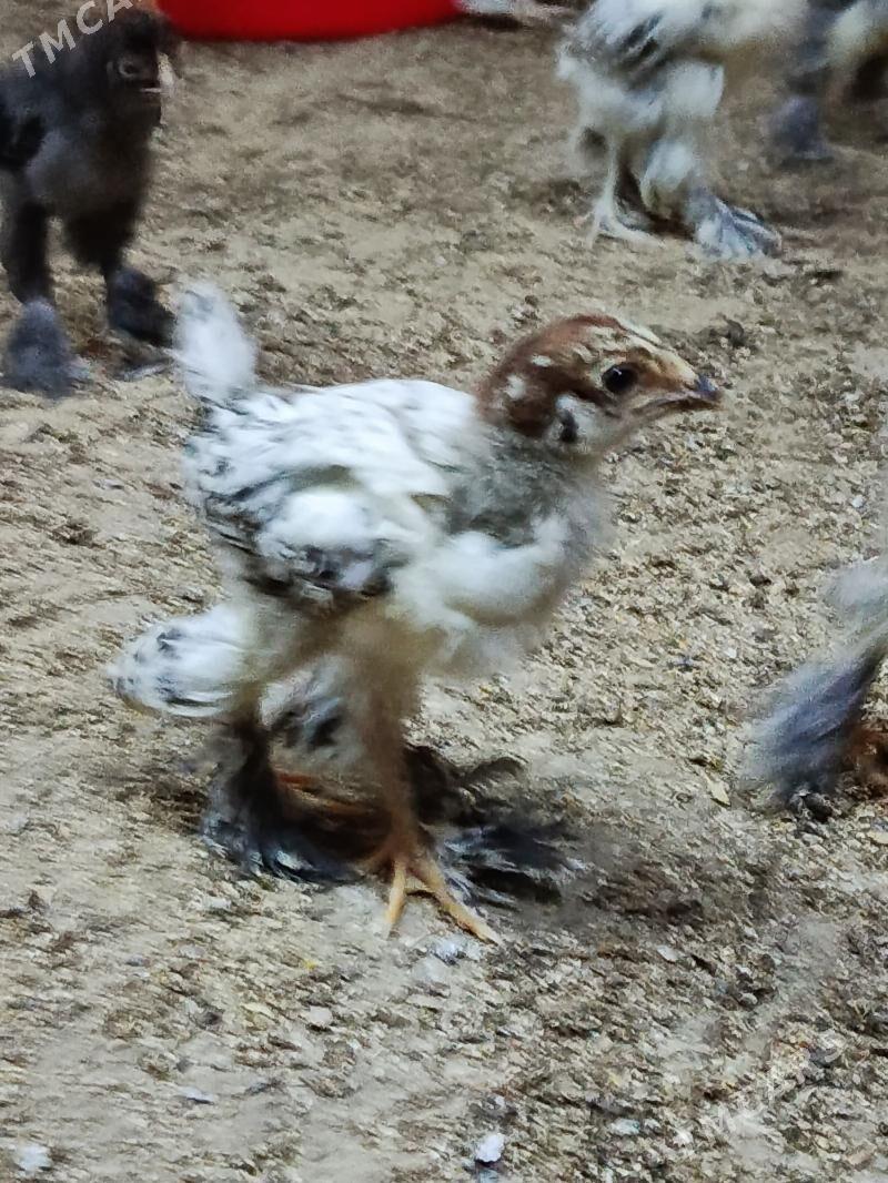 balgar juyje - Änew - img 1