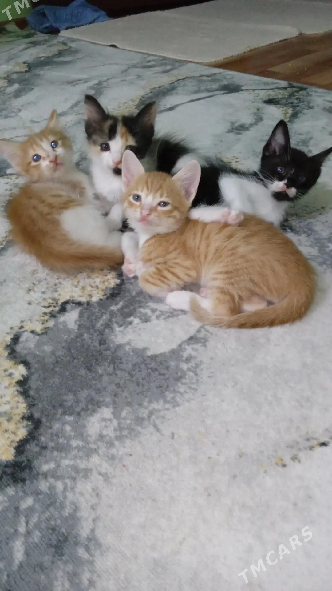 котята - Туркменбаши - img 1