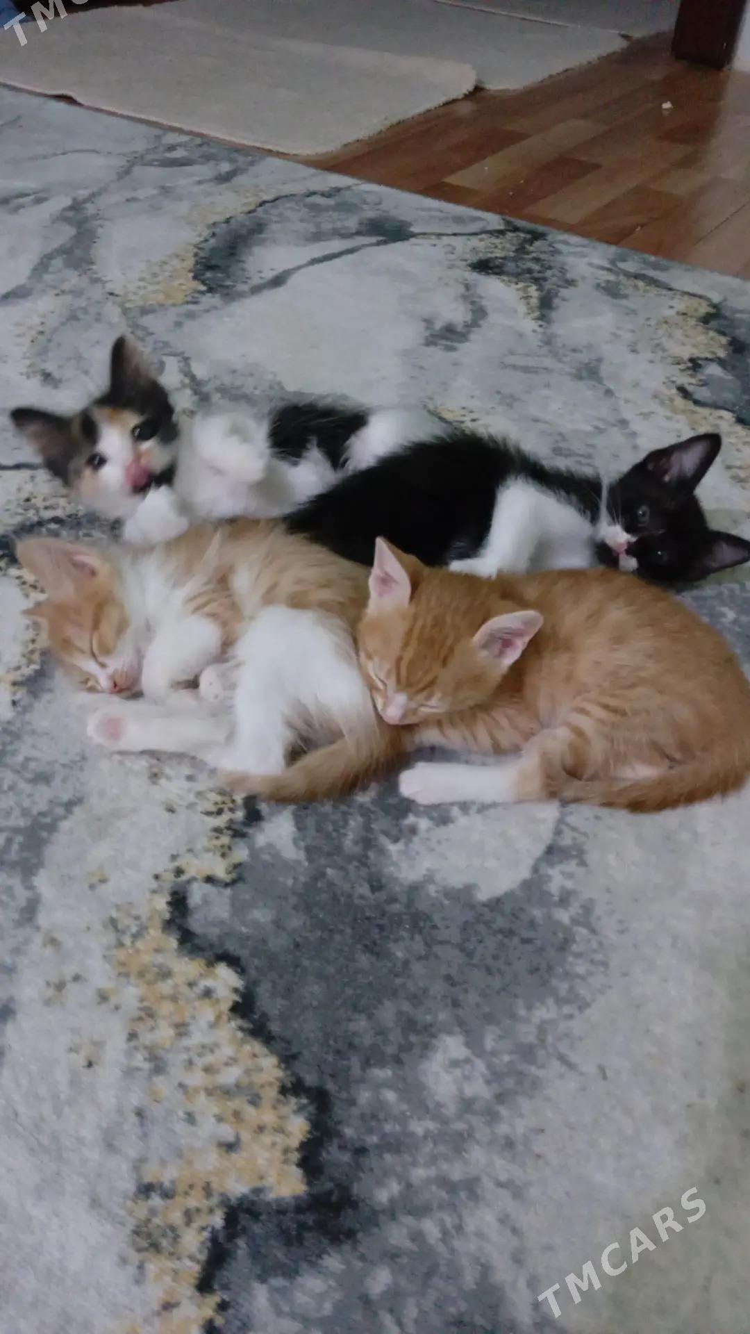 котята - Türkmenbaşy - img 2