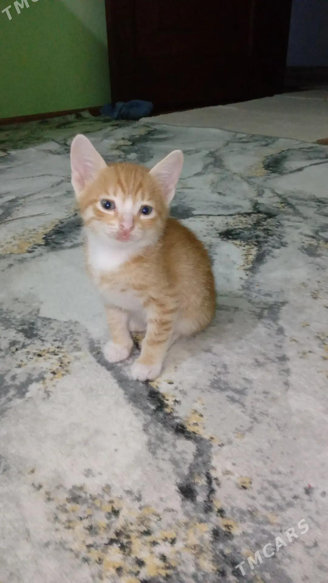котята - Türkmenbaşy - img 4