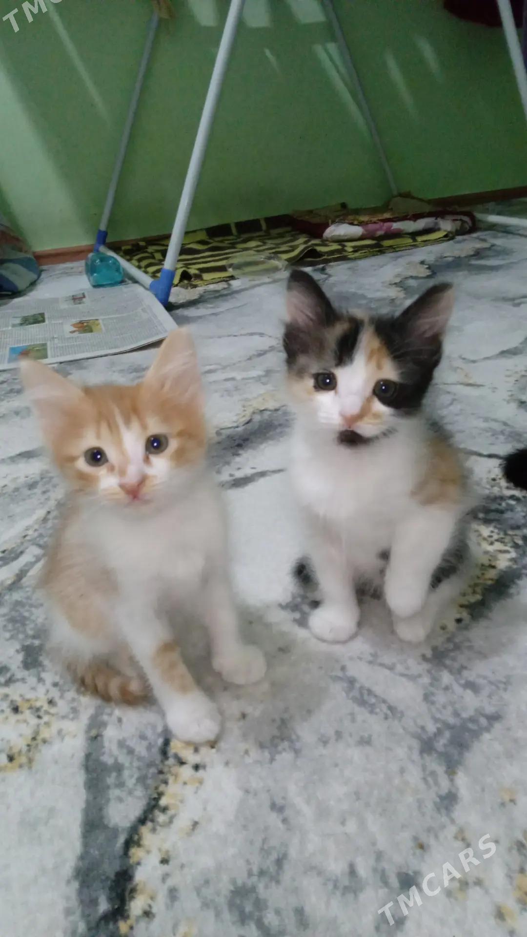 котята - Türkmenbaşy - img 3