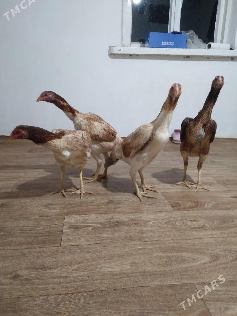 baysow towuk - Чарджоу - img 2