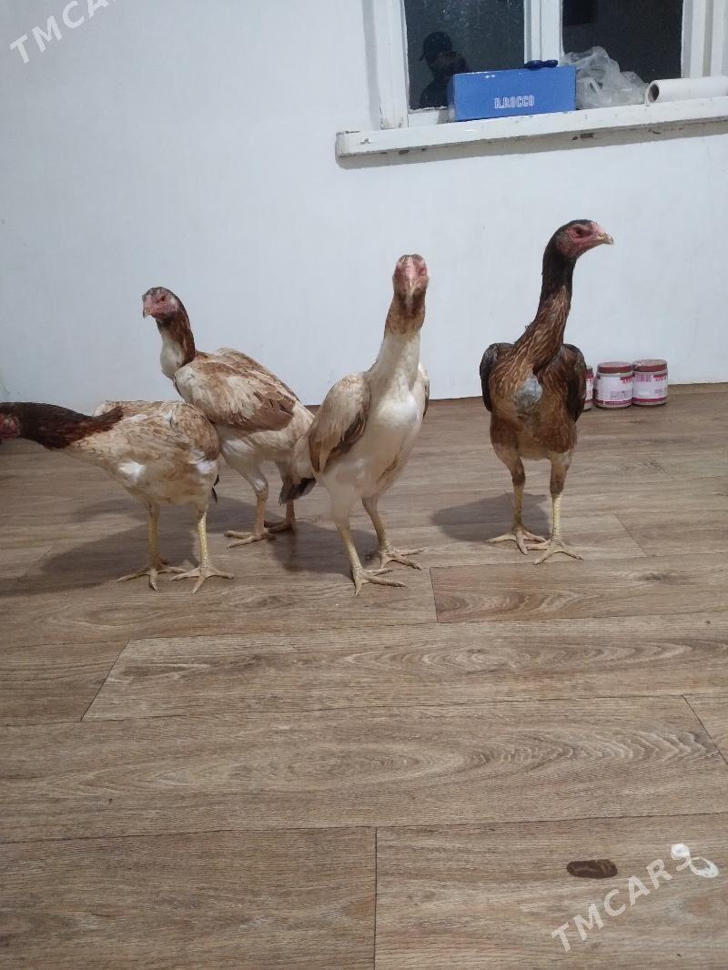 baysow towuk - Чарджоу - img 1