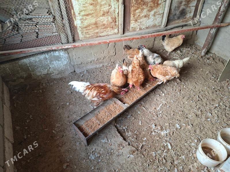 tawuk - Балканабат - img 2