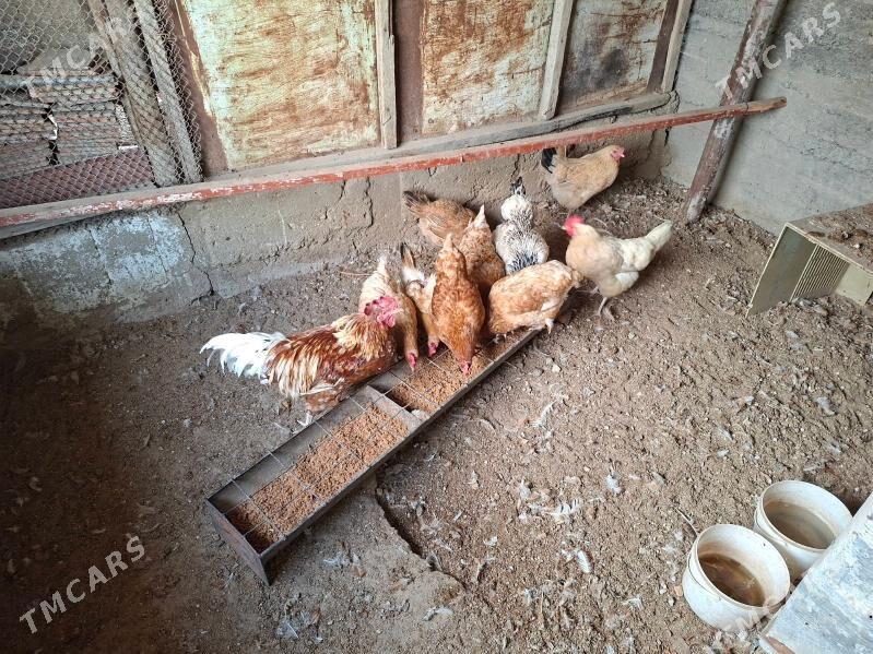 tawuk - Балканабат - img 1