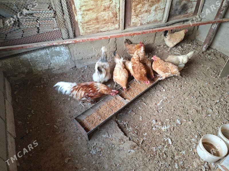 tawuk - Балканабат - img 3