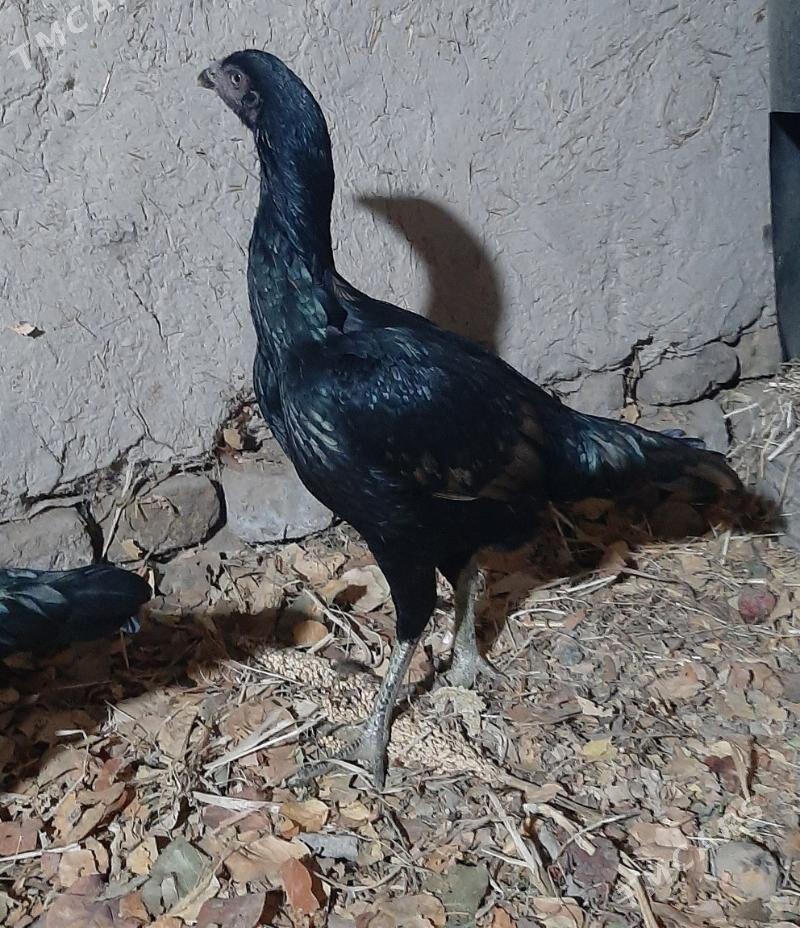 tawuk - Шабатский этрап - img 3