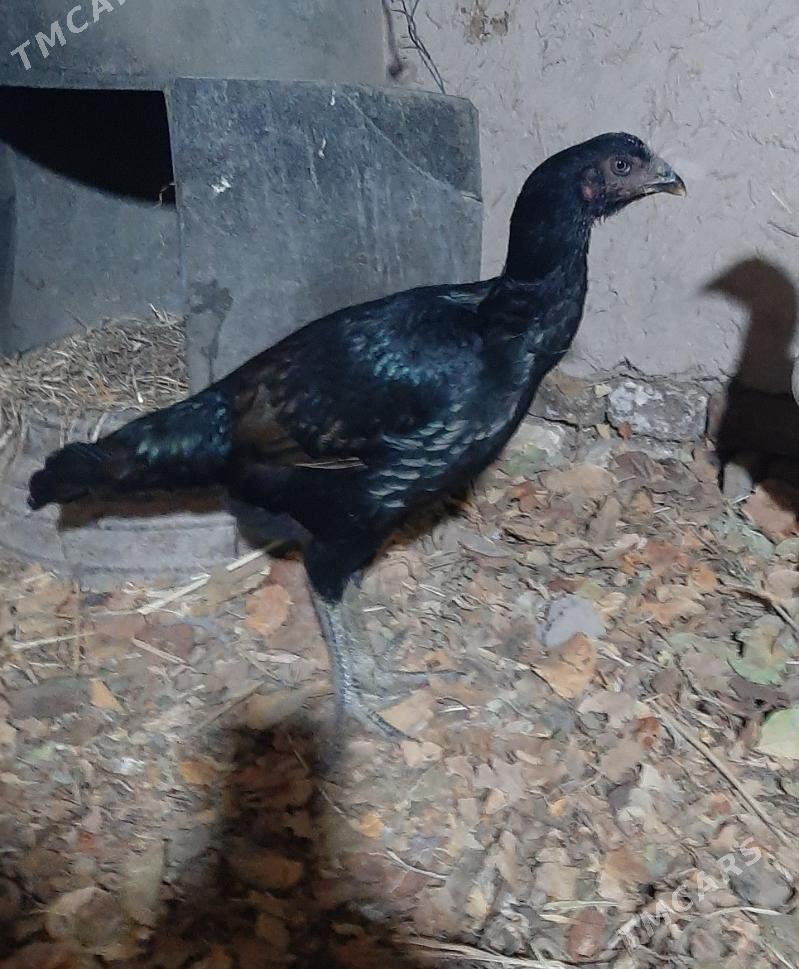 tawuk - Шабатский этрап - img 4