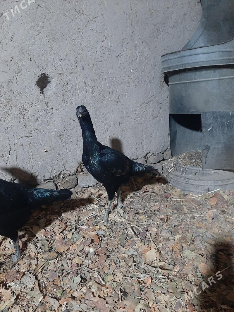 tawuk - Шабатский этрап - img 5