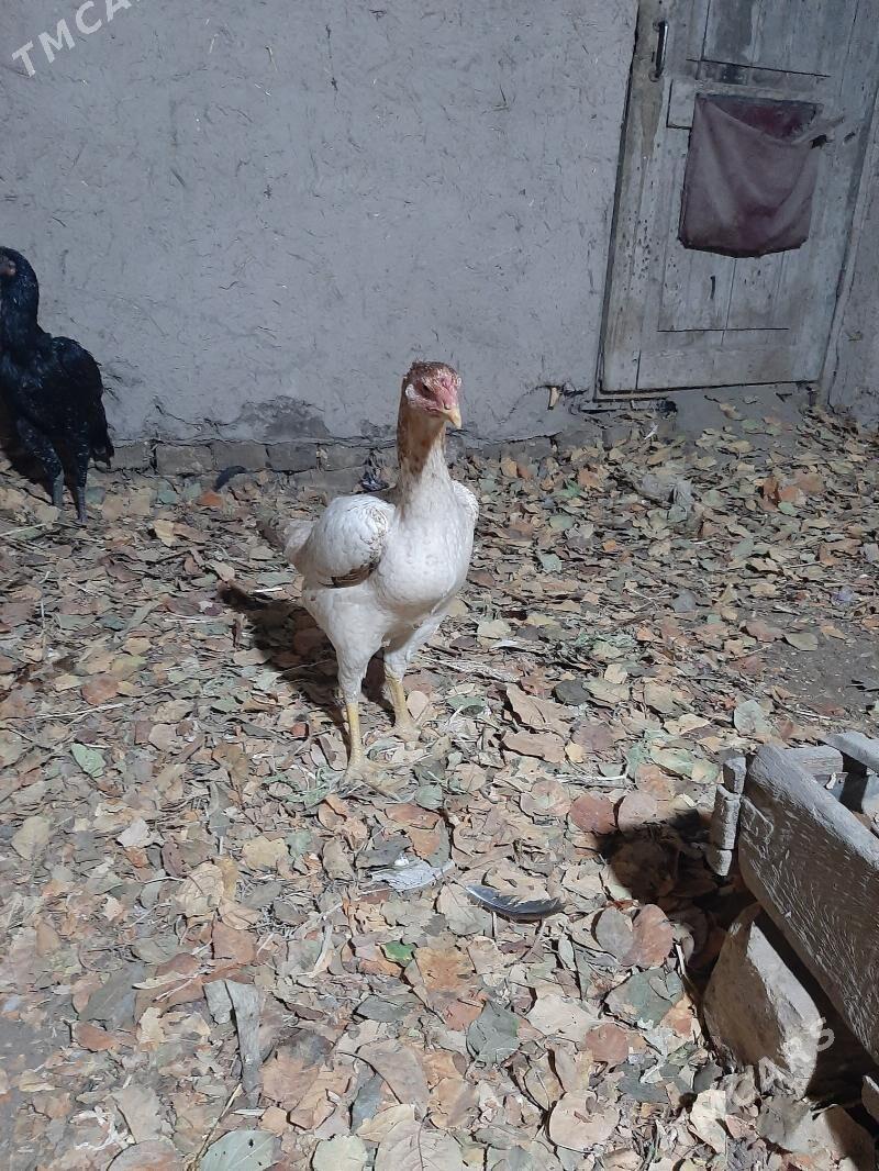 tawuk - Шабатский этрап - img 1