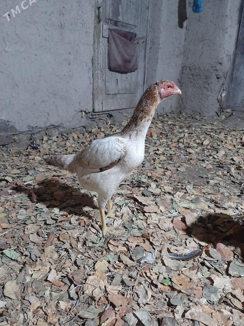 tawuk - Шабатский этрап - img 2