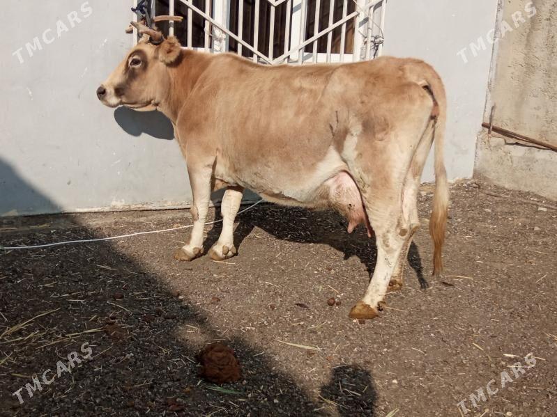 GOLELİ ARGİNAL SYGYR - Çoganly - img 2