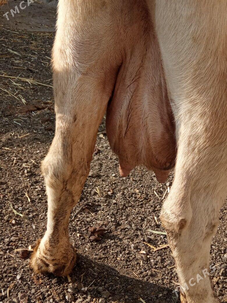 GOLELİ ARGİNAL SYGYR - Çoganly - img 4