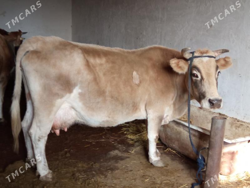 GOLELİ ARGİNAL SYGYR - Çoganly - img 6