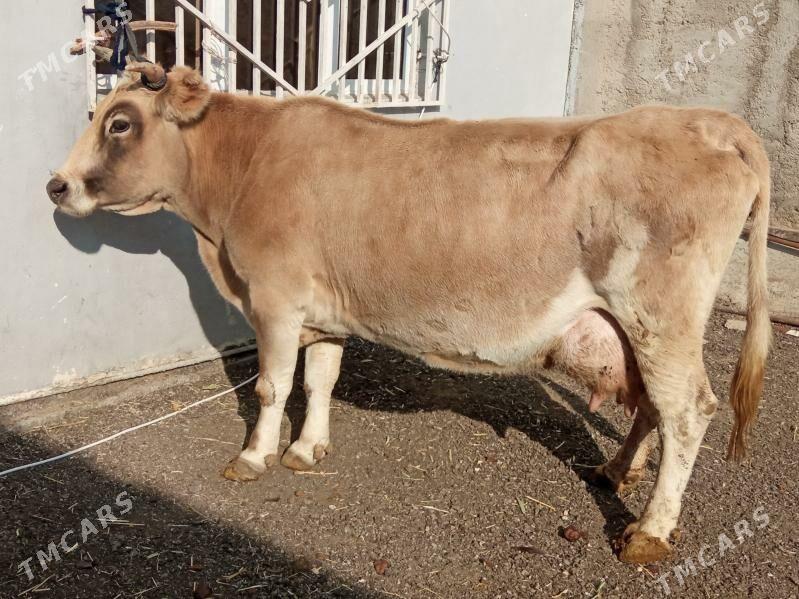 GOLELİ ARGİNAL SYGYR - Çoganly - img 1