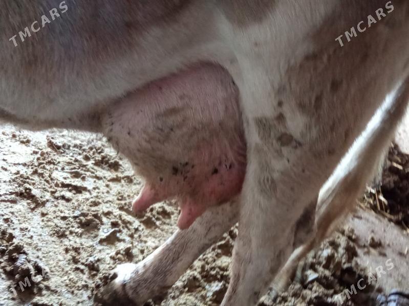 GOLELİ ARGİNAL SYGYR - Çoganly - img 3