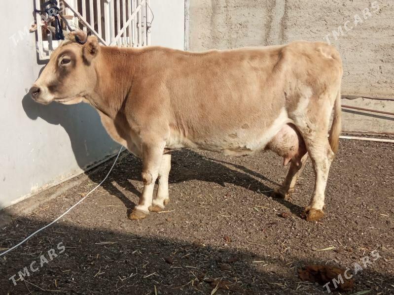 GOLELİ ARGİNAL SYGYR - Çoganly - img 5