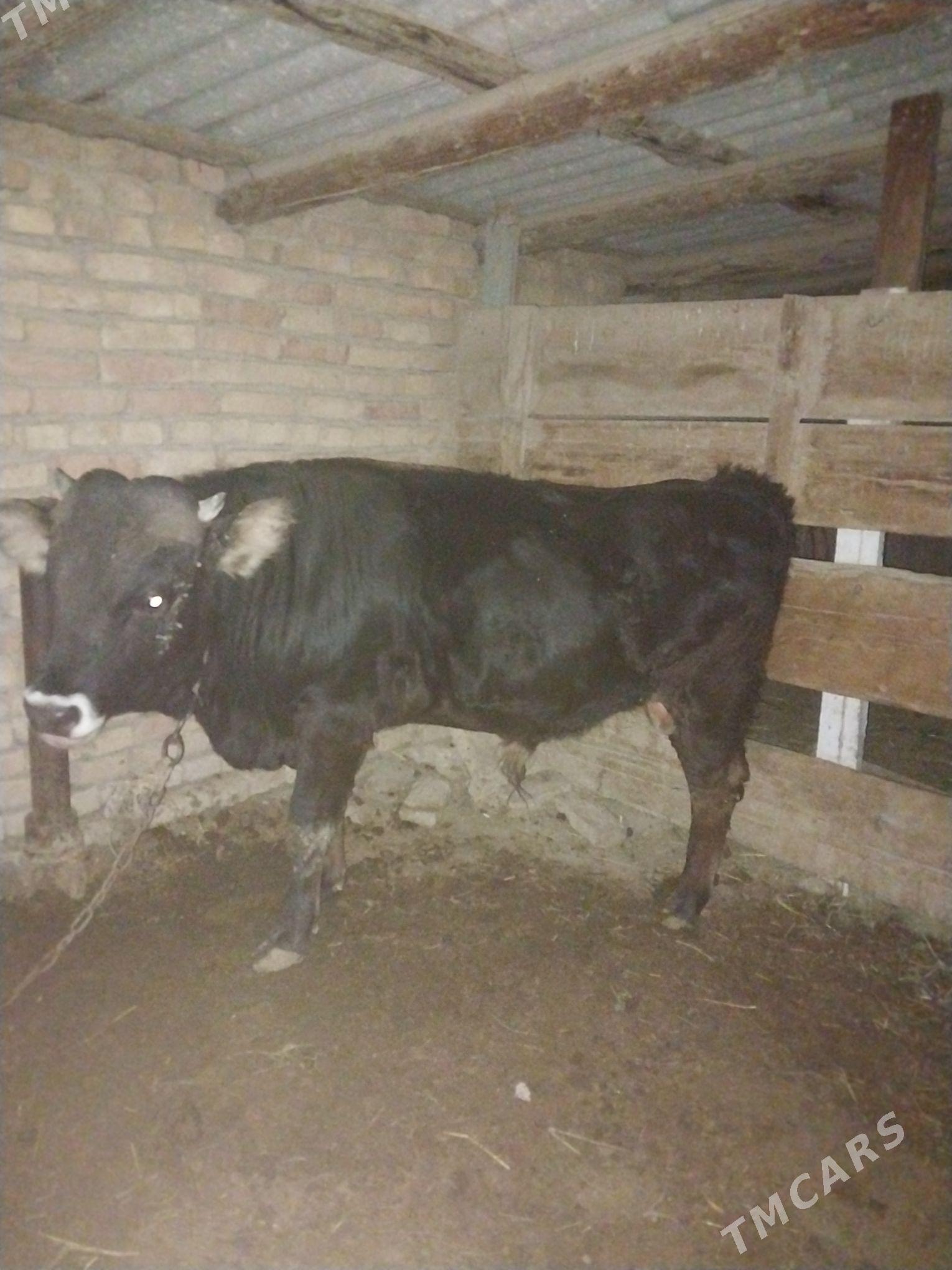 okuz - Кака - img 1