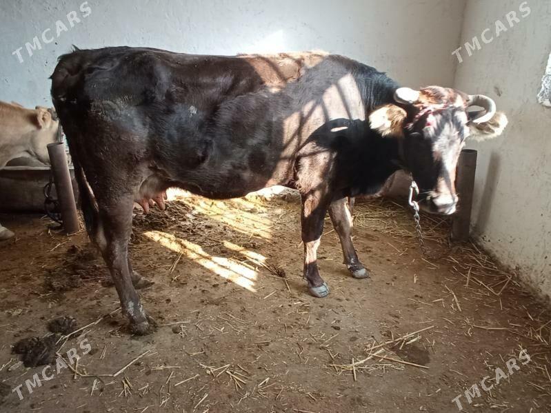 GOLELİ SUYTLEK SYGYR - Çoganly - img 1