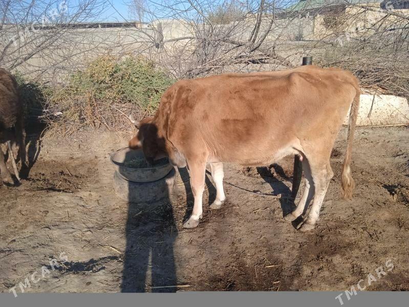 sygyr - Bäherden - img 1