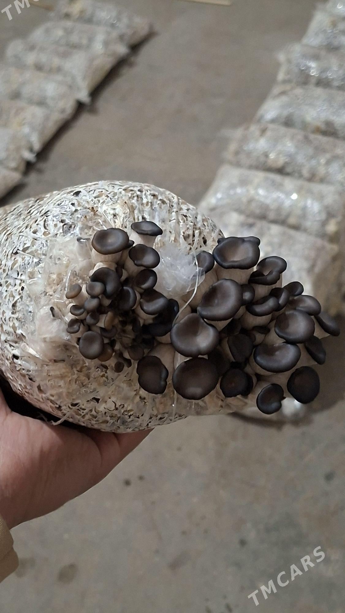 komelek tohum - Ашхабад - img 1