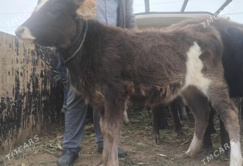 Gole tuwe - Gurtly - img 1