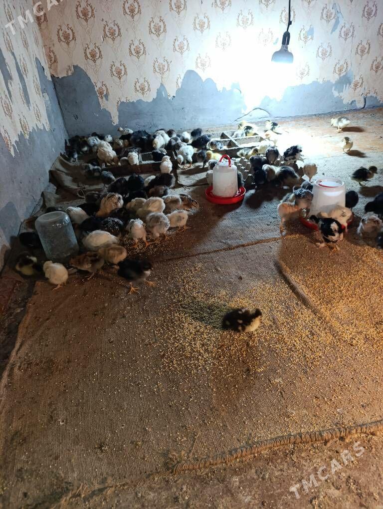 mesni jujeler - Dänew - img 1