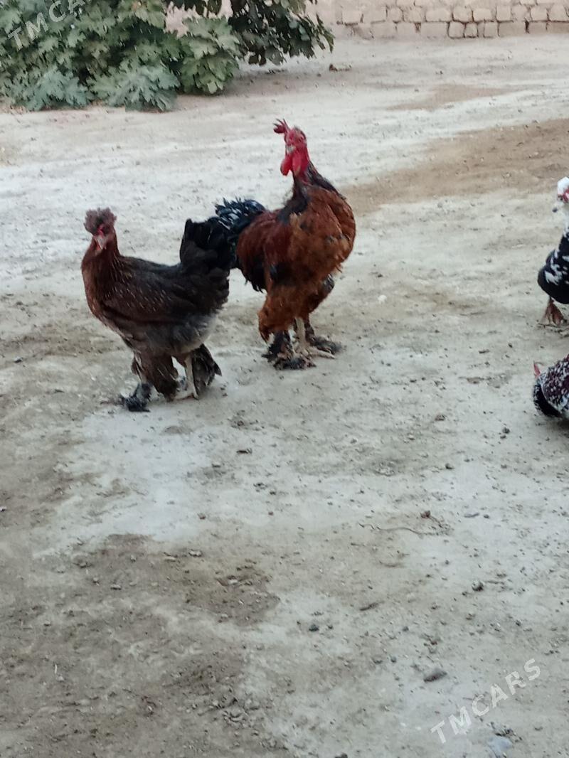 TOWUK - Gyzylarbat - img 1