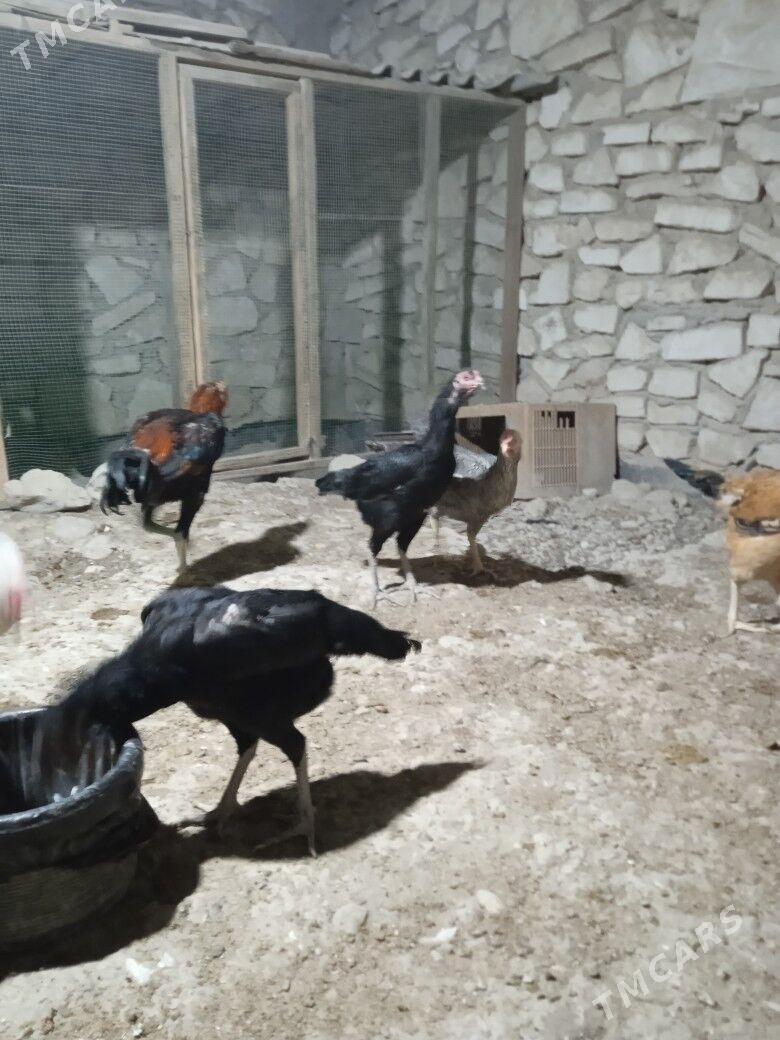 towuk - Balkanabat - img 3