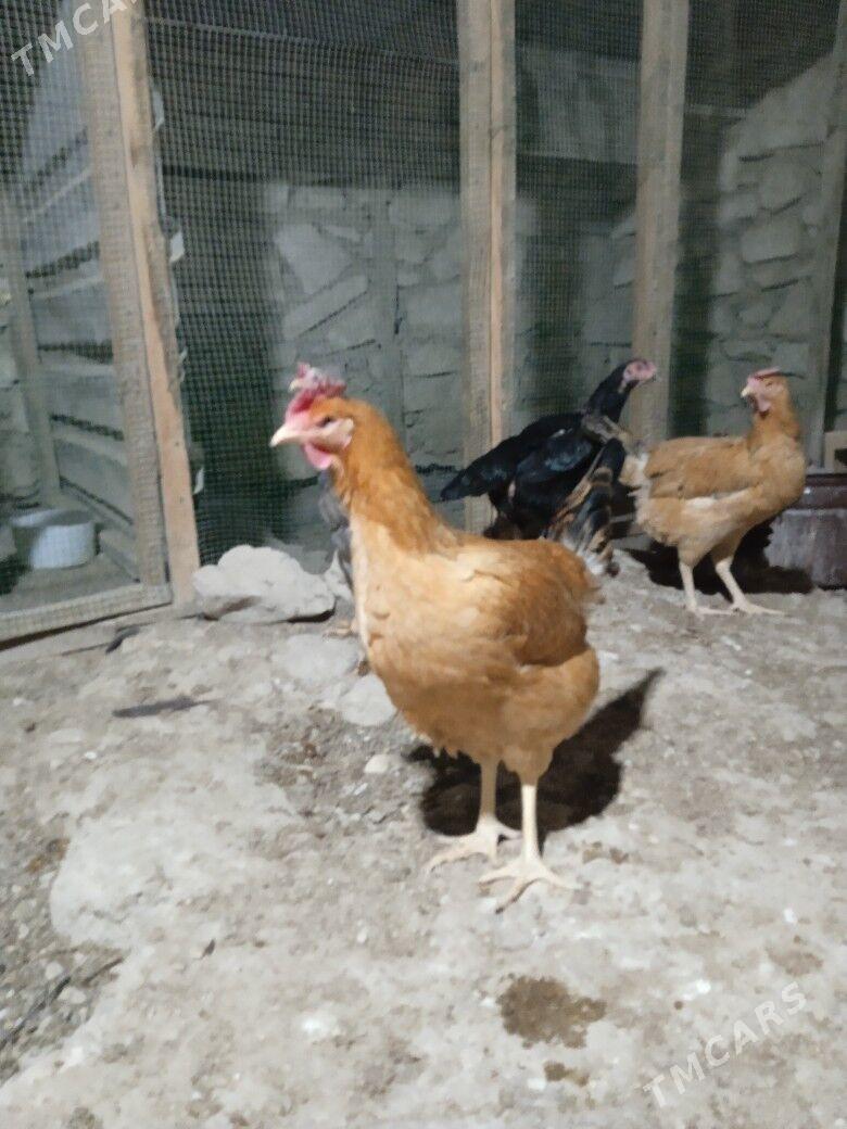 towuk - Balkanabat - img 2