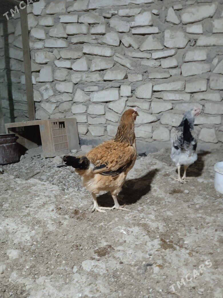 towuk - Balkanabat - img 3