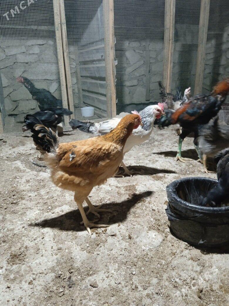 towuk - Balkanabat - img 4