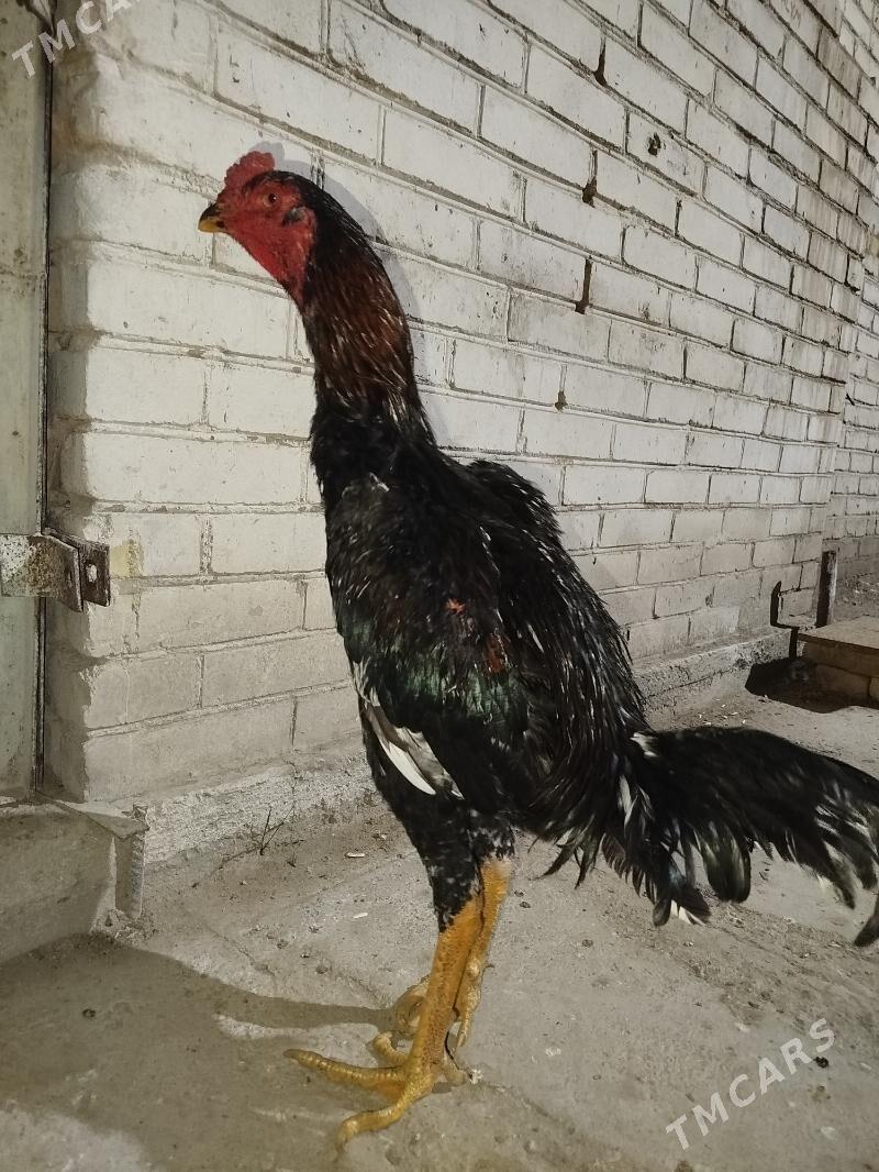 Baŷes horaz - Türkmenabat - img 1