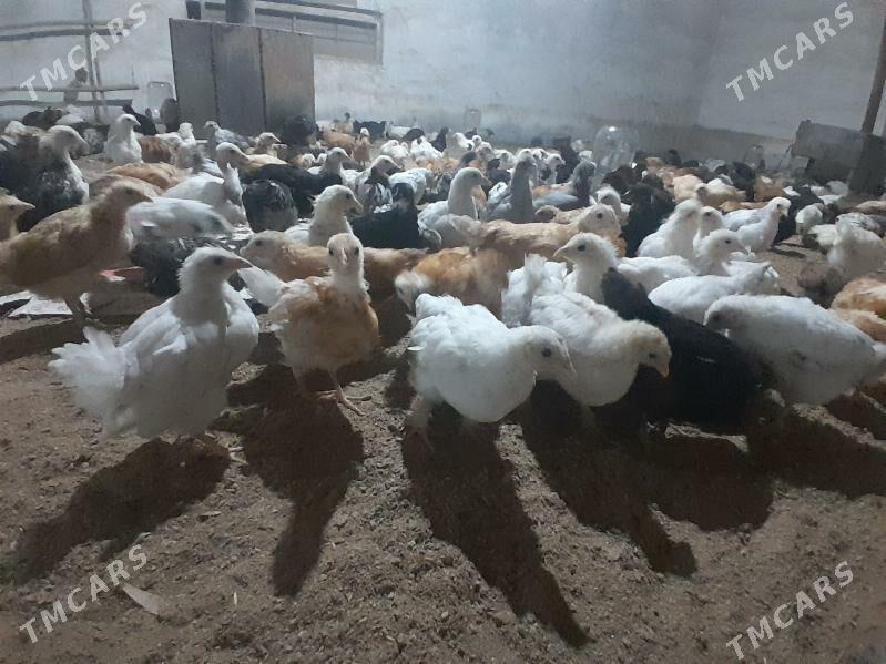 Towuk juje - Байрамали - img 1