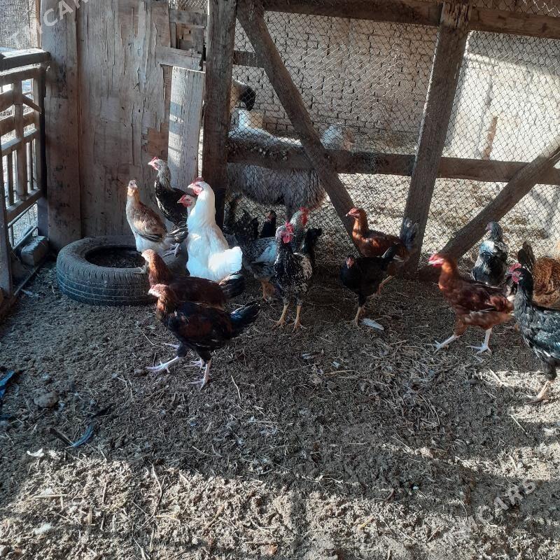 хоразлар - Türkmenabat - img 1