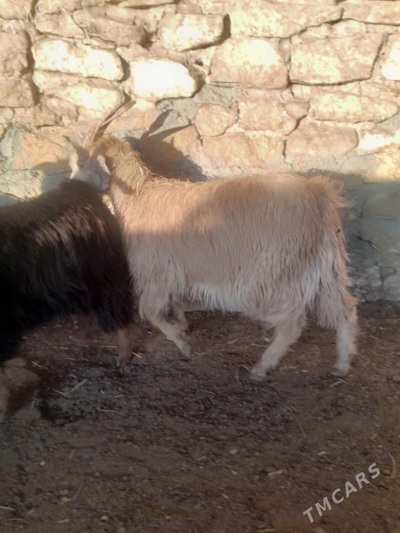 cewis - Гызыларбат - img 2