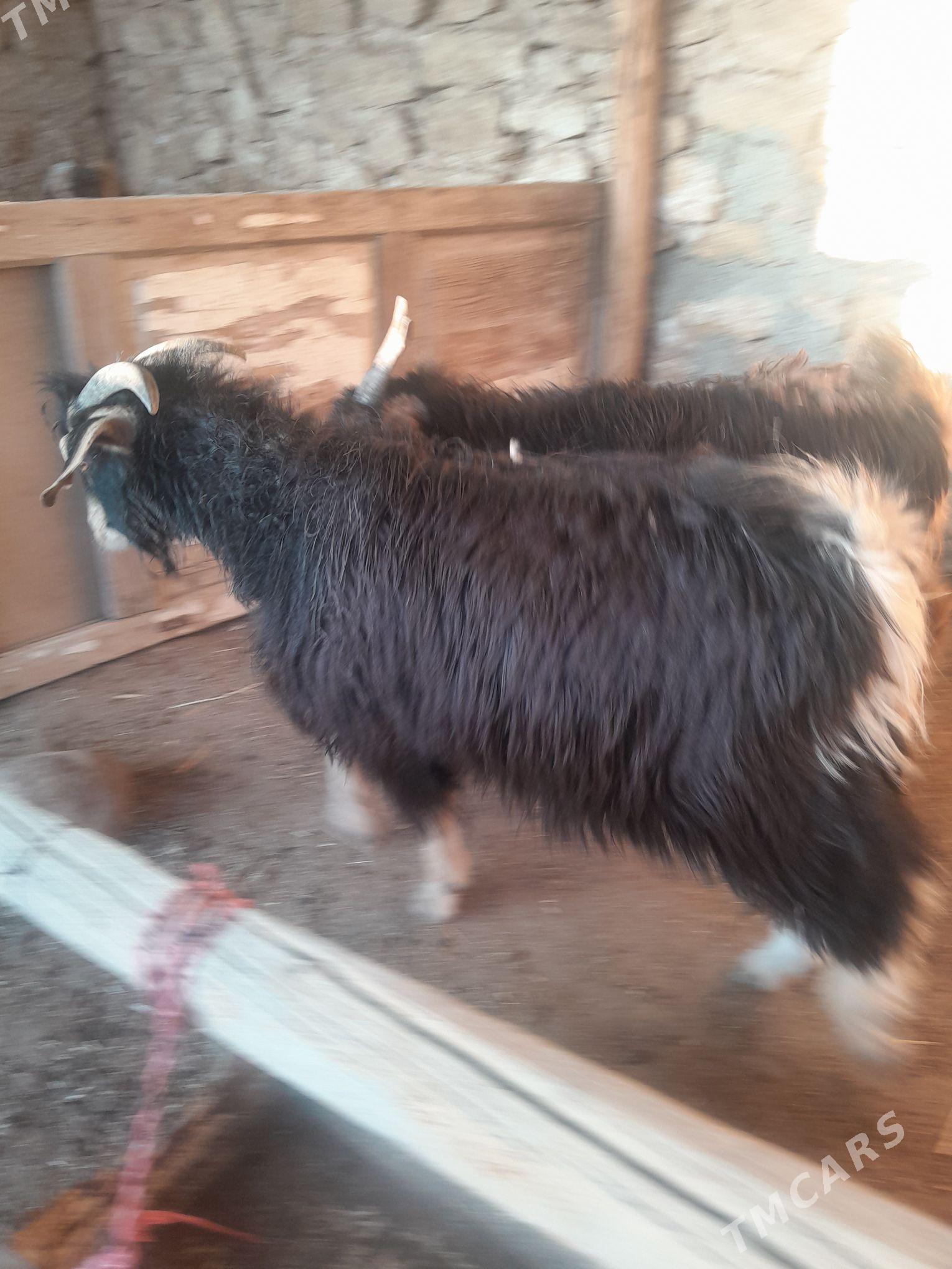 cewis - Гызыларбат - img 5