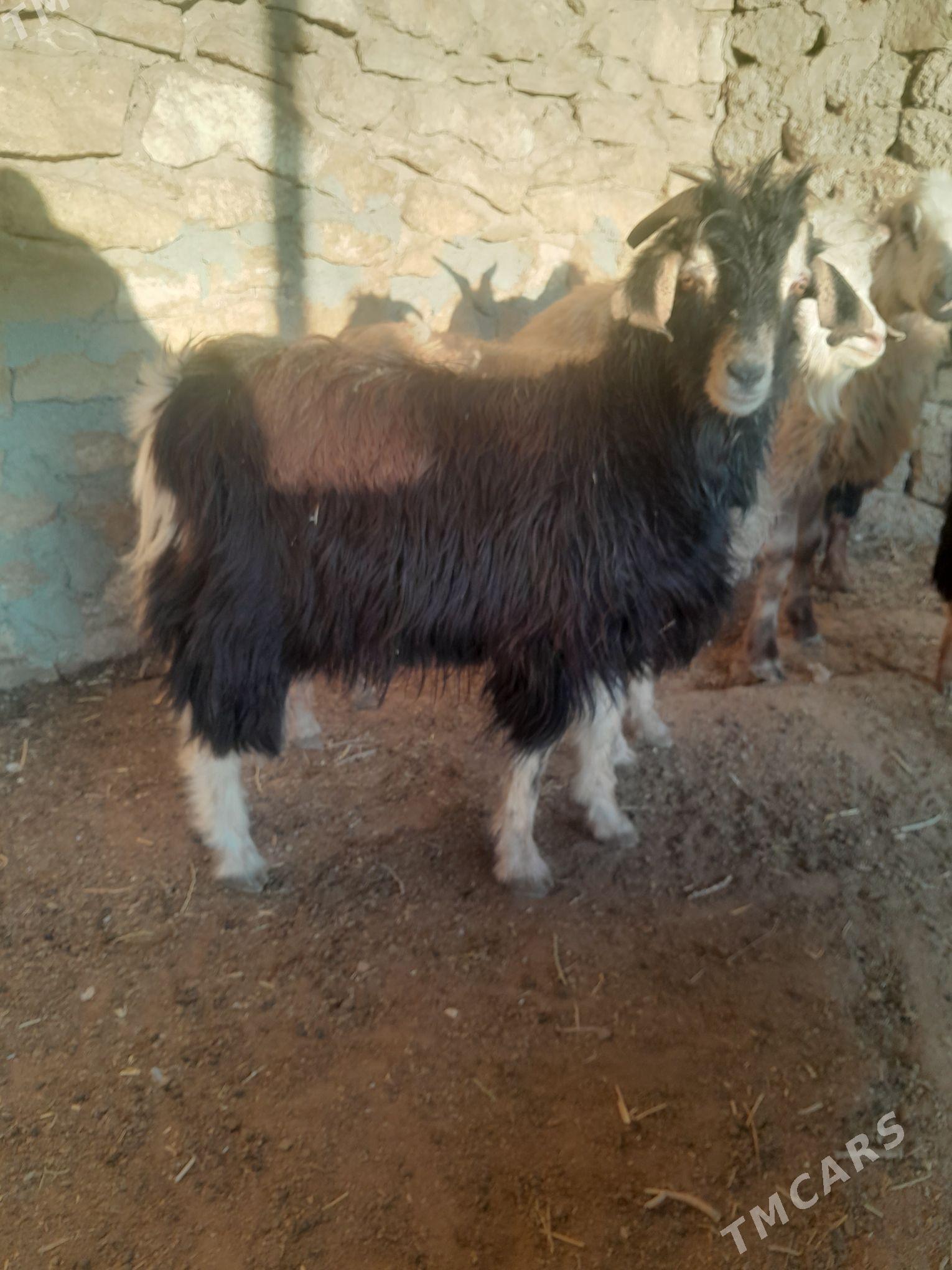 cewis - Гызыларбат - img 4