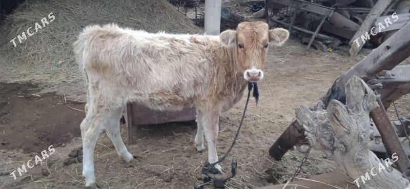 Tüwe göle - Babadaýhan - img 1